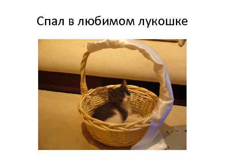Спал в любимом лукошке 