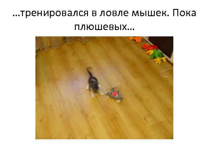 …тренировался в ловле мышек. Пока плюшевых… 