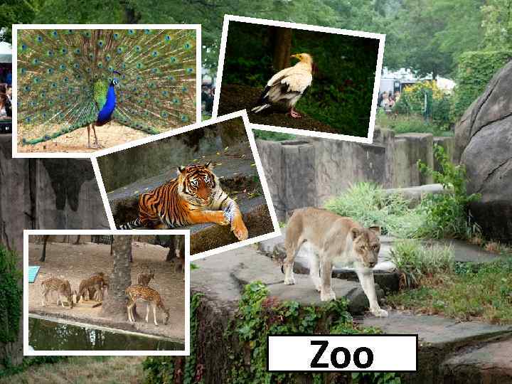 Zoo 