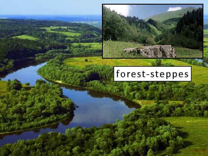 forest steppes 