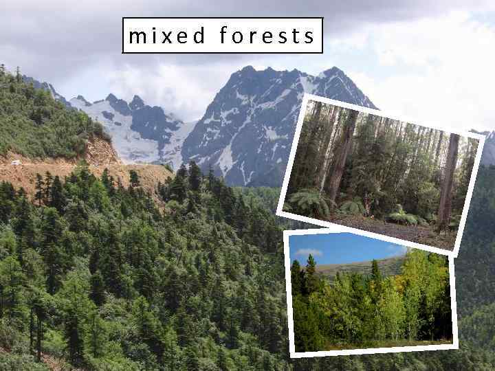 mixed forests 