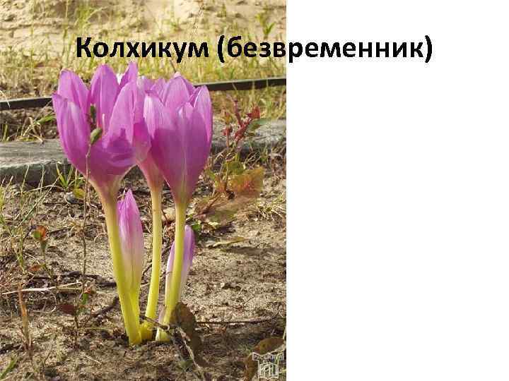 Колхикум (безвременник) 