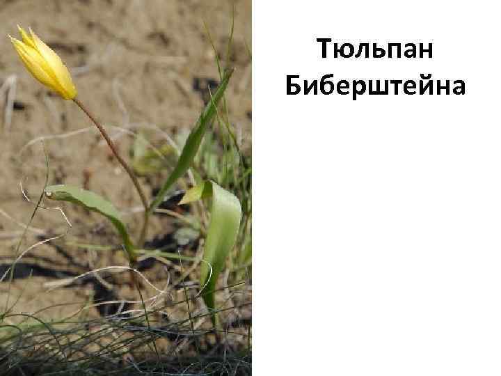 Тюльпан Биберштейна 