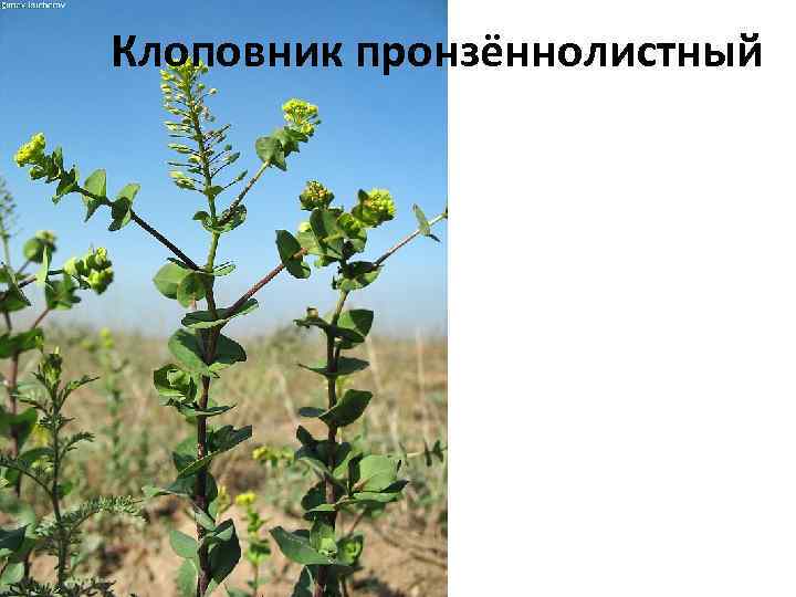 Клоповник пронзённолистный 