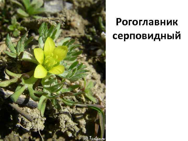 Рогоглавник серповидный 