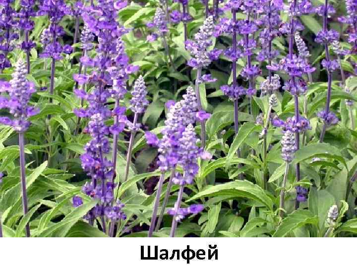 Шалфей 