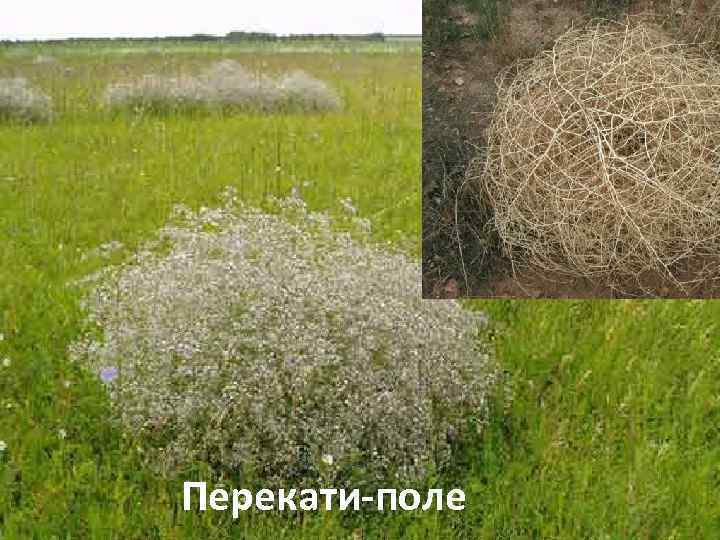 Перекати-поле 