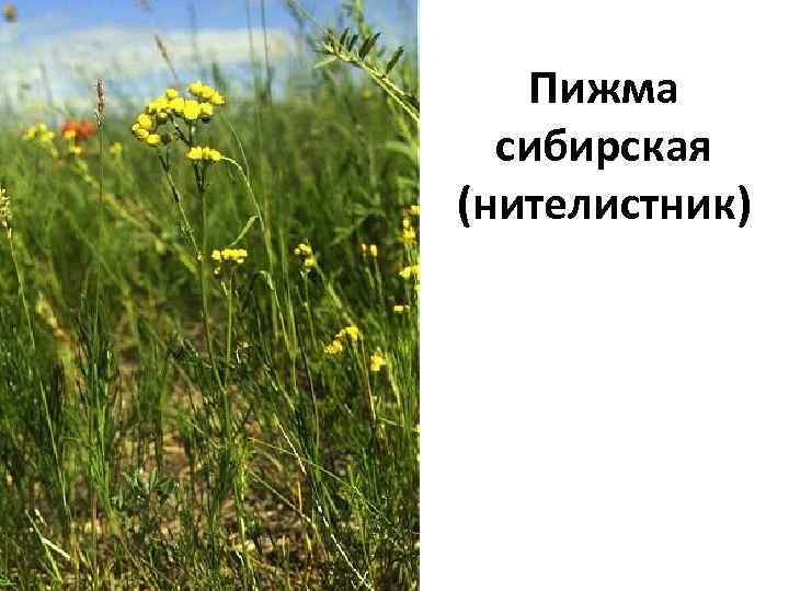 Пижма сибирская (нителистник) 