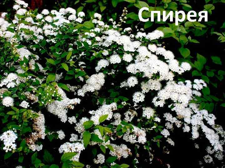 Спирея 