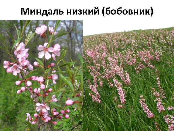 Миндаль низкий (бобовник) 