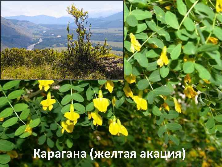 Карагана (желтая акация) 