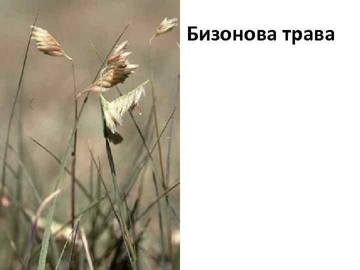 Бизонова трава 