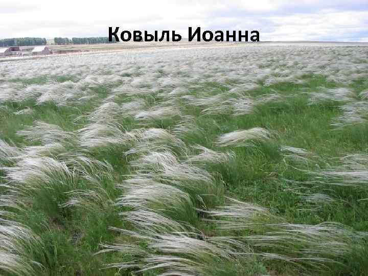 Ковыль Иоанна 