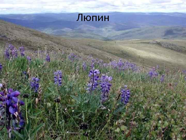 Люпин 