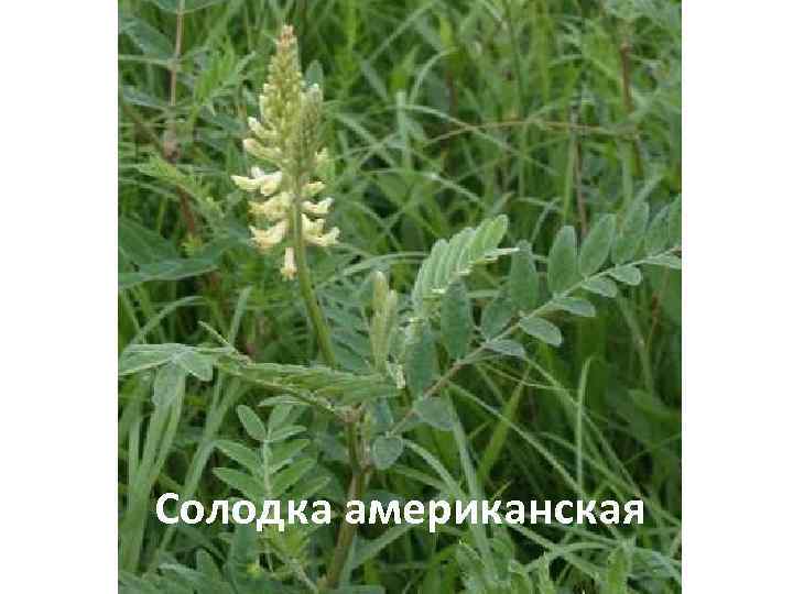 Солодка американская 