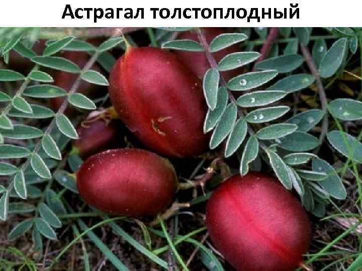Астрагал толстоплодный 