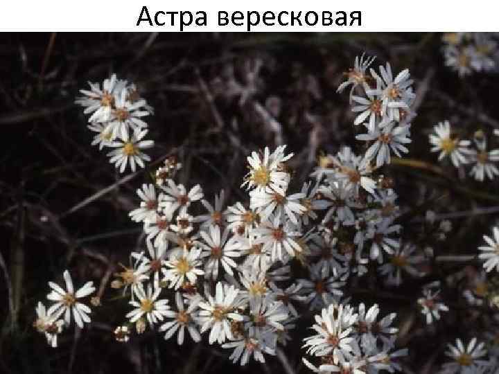 Астра вересковая 