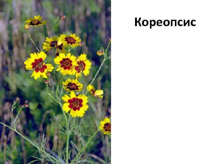 Кореопсис 
