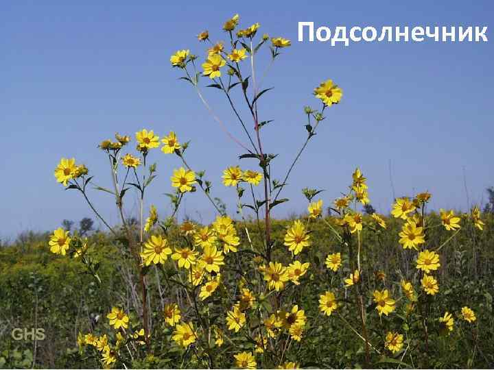 Подсолнечник 