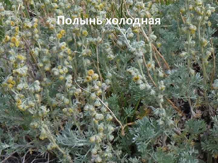 Полынь холодная 