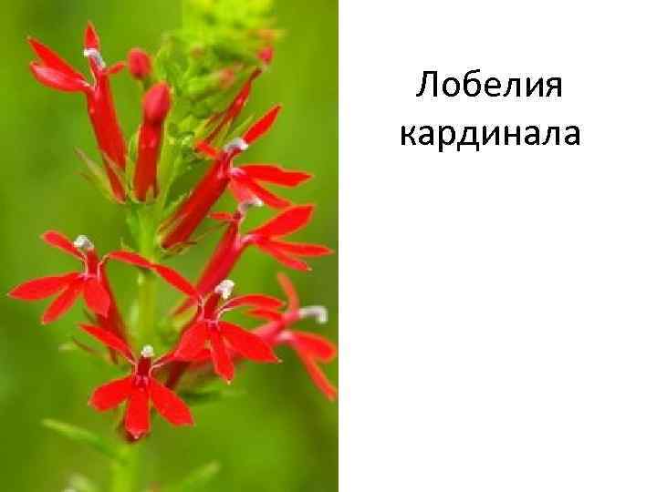 Лобелия кардинала 