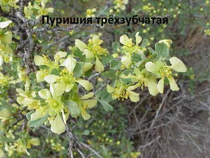 Пуришия трёхзубчатая 