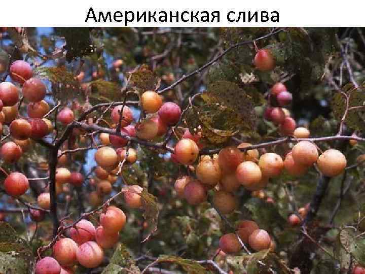 Американская слива 