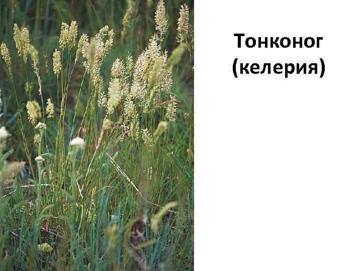Тонконог (келерия) 