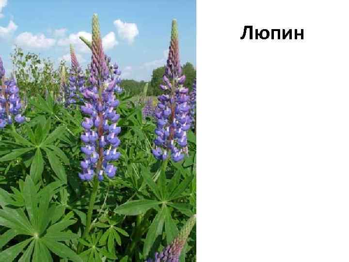 Люпин 