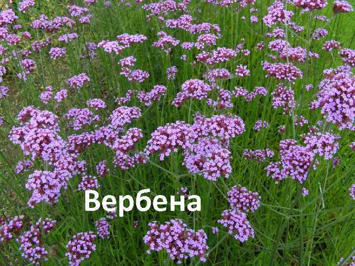 Вербена 