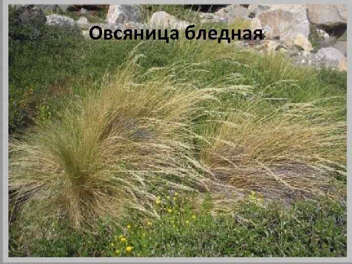 Овсяница бледная 