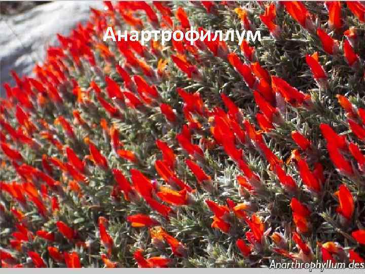 Анартрофиллум 