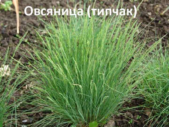 Овсяница (типчак) 