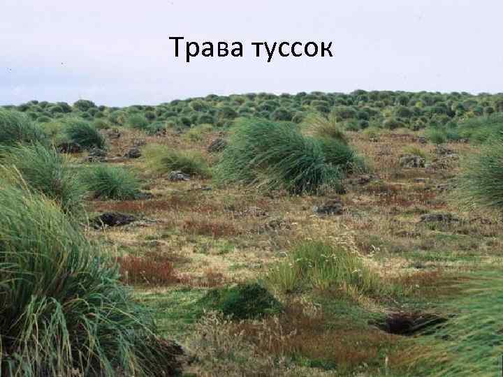 Трава туссок 