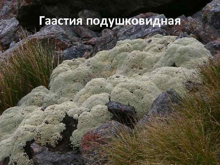 Гаастия подушковидная 