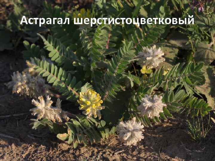 Астрагал шерстистоцветковый 