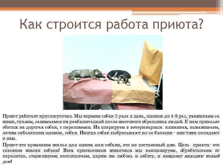 Как строится работа приюта? Приют работает круглосуточно. Мы кормим собак 2 раза в день,