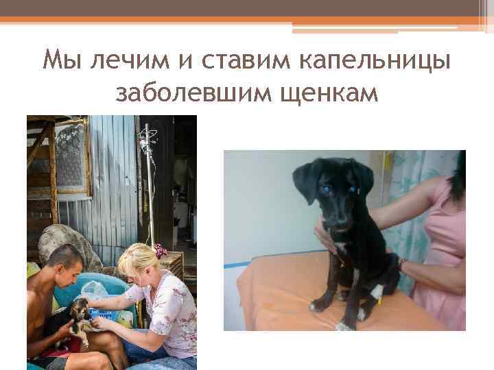 Мы лечим и ставим капельницы заболевшим щенкам 