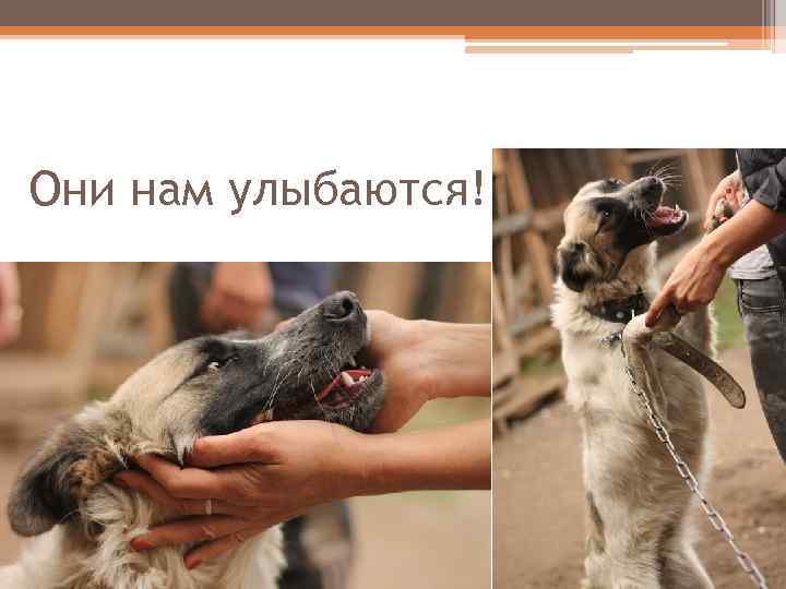 Они нам улыбаются! 