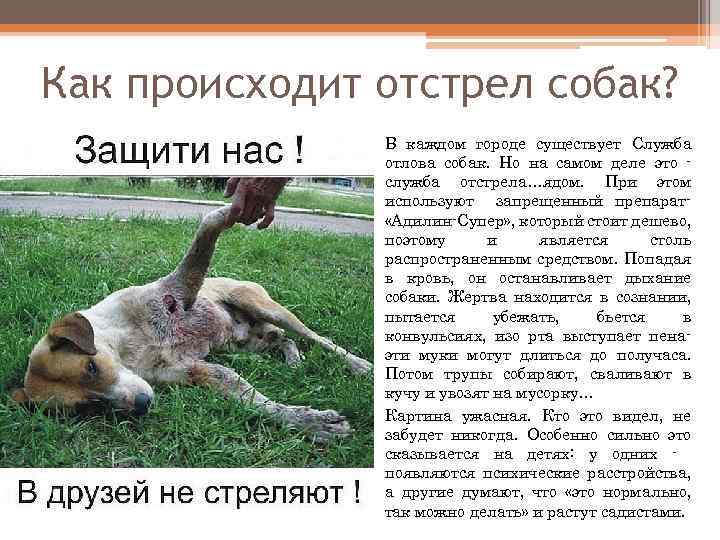 Как происходит отстрел собак? В каждом городе существует Служба отлова собак. Но на самом