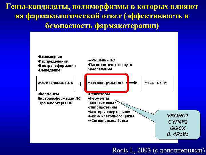 Гены-кандидаты, полиморфизмы в которых влияют на фармакологический ответ (эффективность и безопасность фармакотерапии) VKORC 1