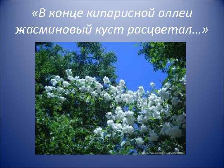  «В конце кипарисной аллеи жасминовый куст расцветал…» 