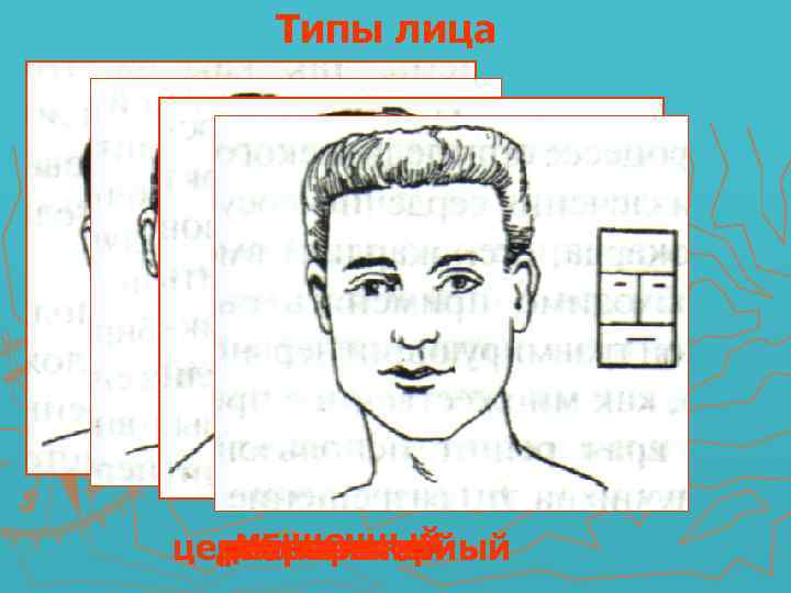 Типы лица мышечный церебральный дигестивный респираторный 