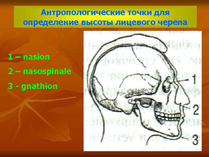 Антропологические точки для определение высоты лицевого черепа 1 – nasion 2 – nasospinale 3