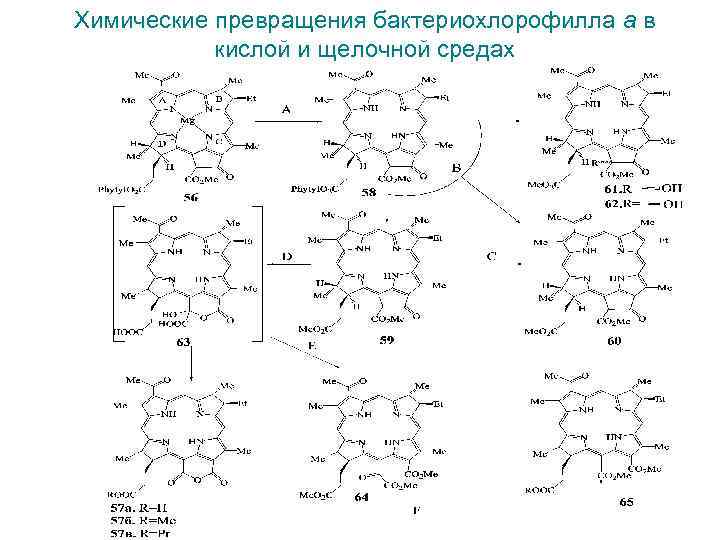 Химические превращения бактериохлорофилла а в кислой и щелочной средах 