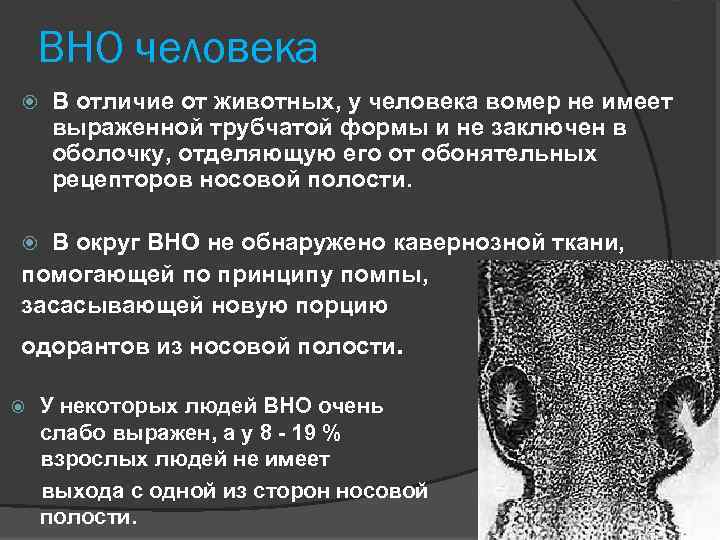 ВНО человека В отличие от животных, у человека вомер не имеет выраженной трубчатой формы