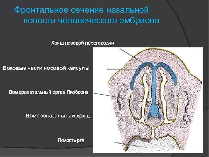 Вомероназальный орган презентация