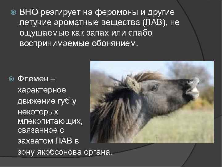  ВНО реагирует на феромоны и другие летучие ароматные вещества (ЛАВ), не ощущаемые как