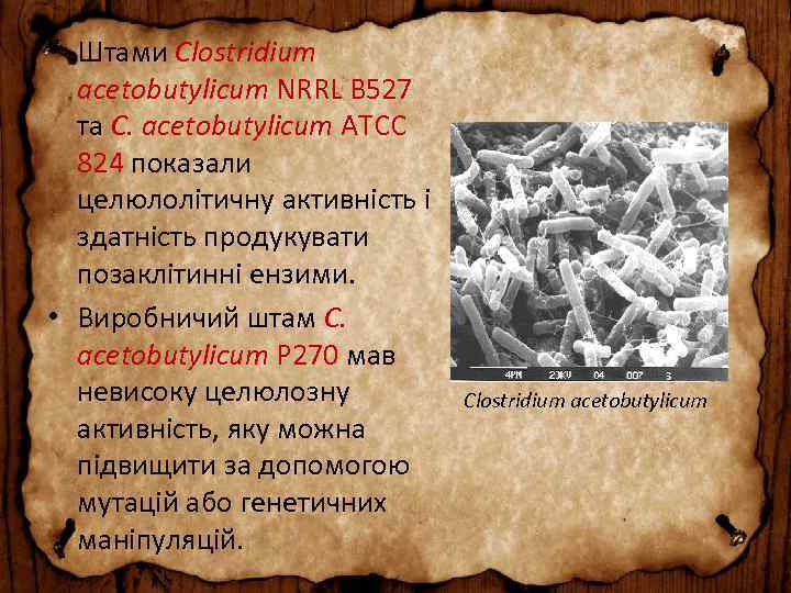  • Штами Clostridium аcetobutylicum NRRL B 527 та C. аcetobutylicum АТСС 824 показали