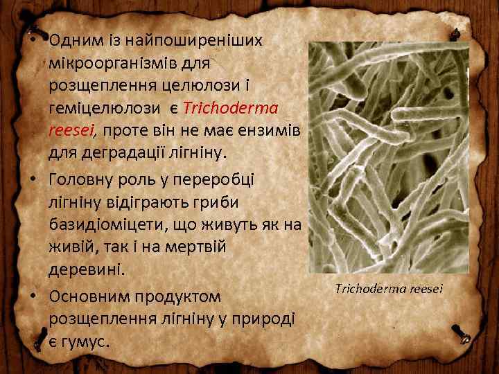  • Одним із найпоширеніших мікроорганізмів для розщеплення целюлози і геміцелюлози є Trichoderma reesei,